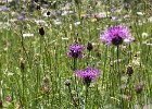 Alpine Meadow